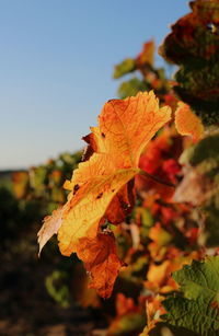 Close-up of orange maple leaves against sky