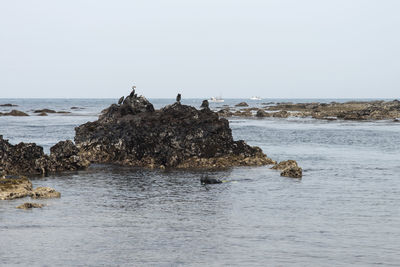 Bird perching on rock in sea against clear sky