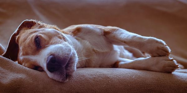 Close-up of dog sleeping at home