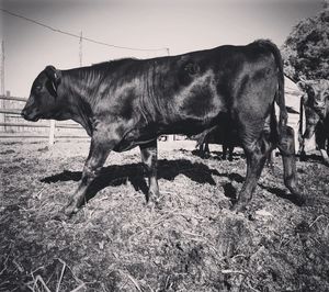 Cow standing in a field