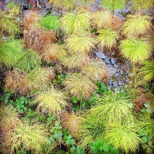 High angle view of succulent plant on field