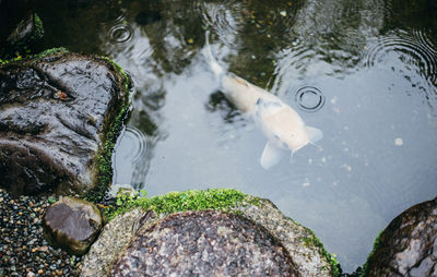 High angle view of fish swimming in lake