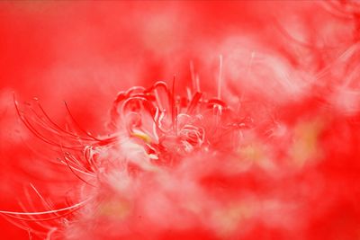 Extreme close-up of red flower