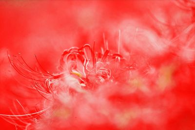 Extreme close-up of red flower