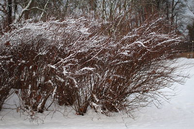 Close-up of tree during winter