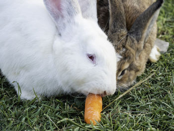 Pair of rabbits eat fresh tasty carrot. white and brown fluffy farm animals on green grass lawn.