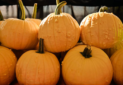 Close-up of pumpkins for sale