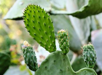 Close-up of succulent plant