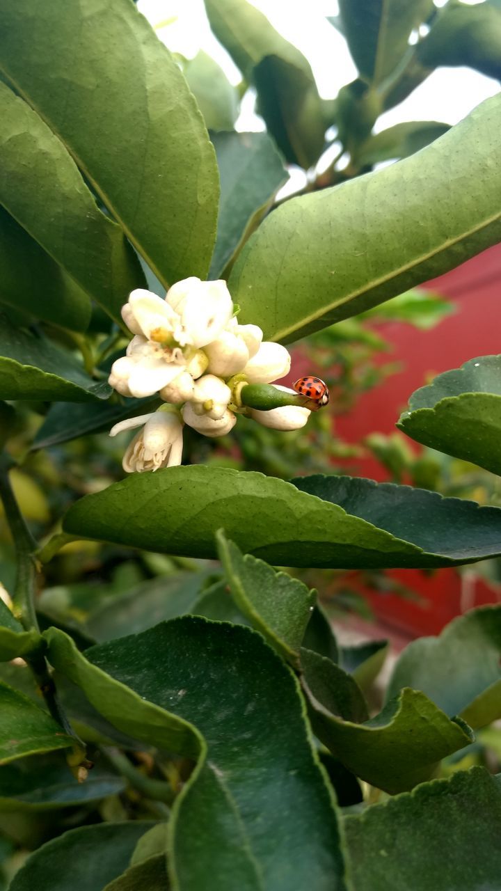 CLOSE-UP OF HONEY BEE ON FLOWER