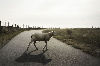 View of a horse on road