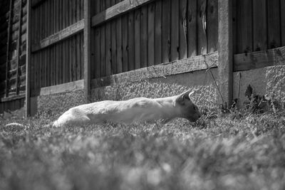 View of a cat resting on grass