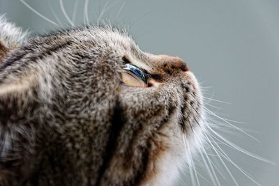 Close-up of cat looking up against gray background