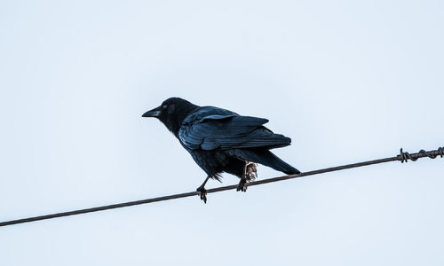 Low angle view of bird perching against clear sky