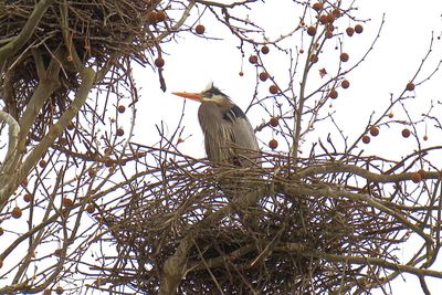 Low angle view of bird perching on tree against sky