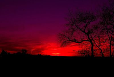 Silhouette of trees during sunset