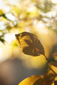 Close-up of autumnal leaves against blurred background