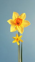 Close-up of yellow daffodil against blue background