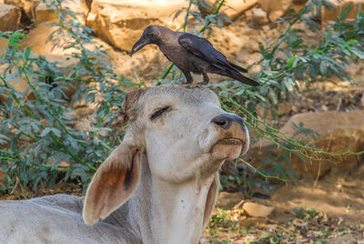 View of two birds on land