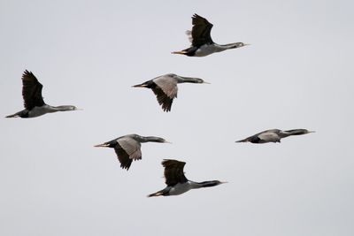 Low angle view of birds flying