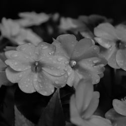 Close-up of wet flowers blooming outdoors