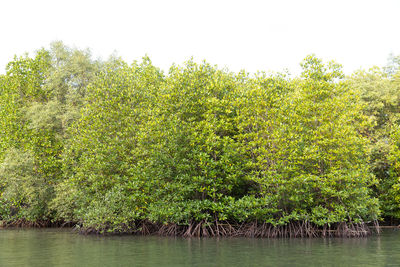 Scenic view of lake in forest against clear sky