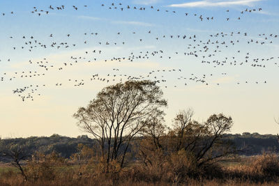 Flock of birds flying in the sky