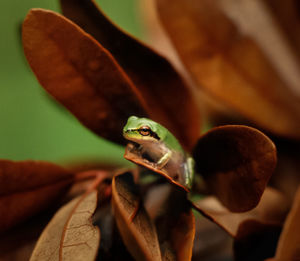 Close-up of frog on leaf