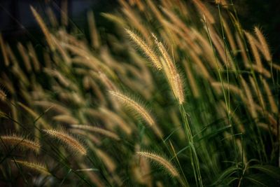 Close-up of wheat growing on field