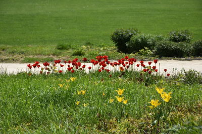 Panoramic view of people on grassy field