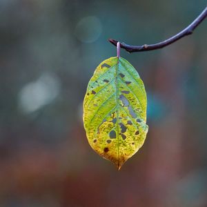 Close-up of eaten leaf on twig