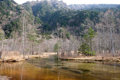 Scenic view of lake by trees in forest