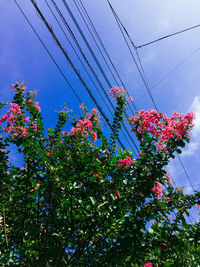 Low angle view of pink flowering tree against blue sky