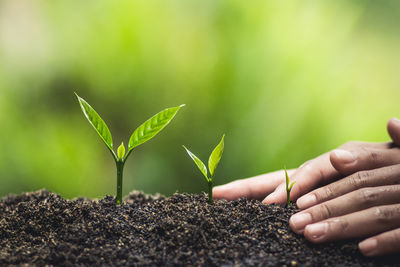 Cropped hands touching seedlings