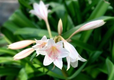 Close-up of white flower blooming outdoors