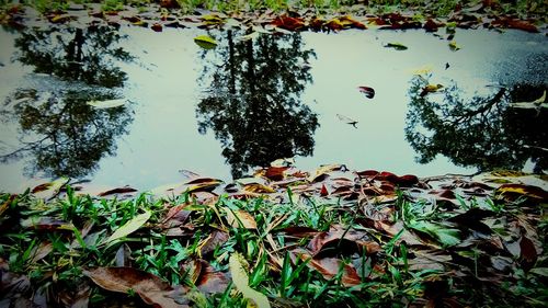 Close-up of cactus plants in water