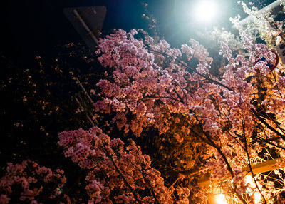 Low angle view of flower tree against sky at night