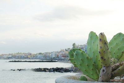Close-up of succulent plants by sea against sky