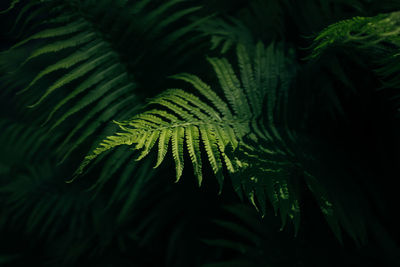Fern leaf in the dark with a spot of sunlight 