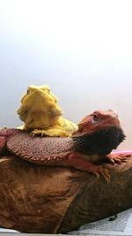 Close-up of lizard sitting outdoors