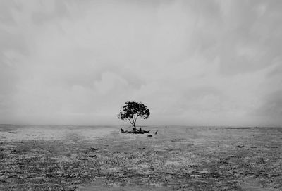 Lone tree on field against sky