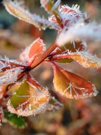 Close-up of water drops on plant