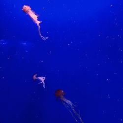 Jellyfish in sea