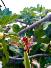 Close-up of insect on red flower