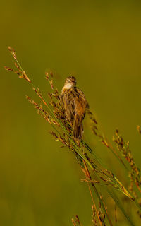 Close-up of bird perching on plant