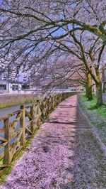 Walkway amidst trees against sky