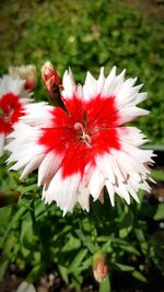 Close-up of red flower