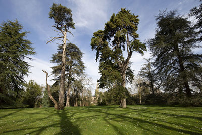 Low angle view of trees on field against sky