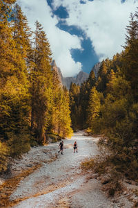 People walking hiking on a dry river in dolomites  against sky surrounded by pine trees 