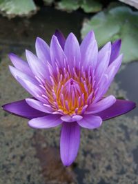 Close-up of purple water lily