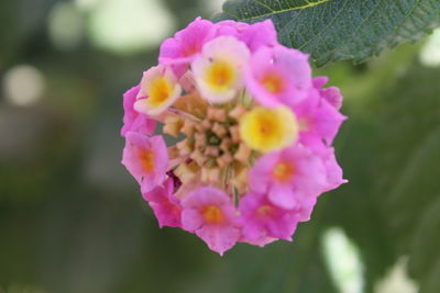 Close-up of pink flowers blooming outdoors